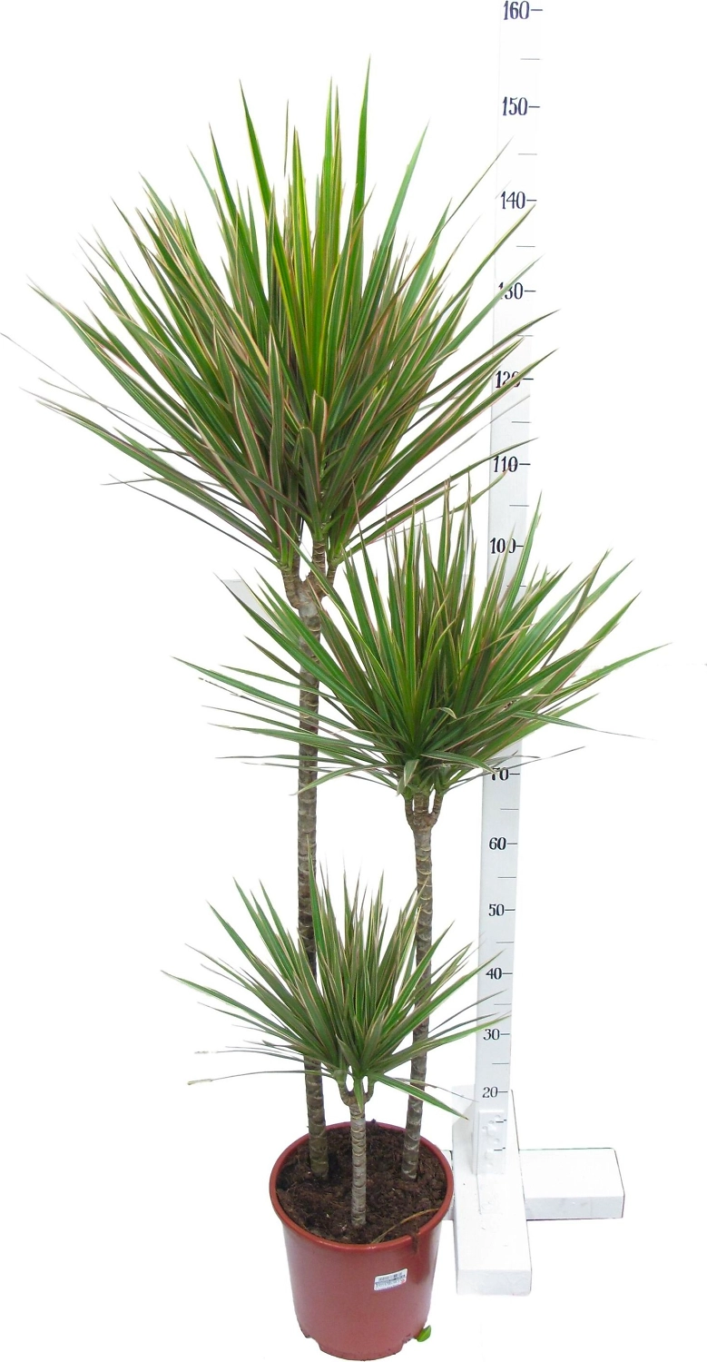 Растение Драцена Фрагранс Лемон Лайм 180 см