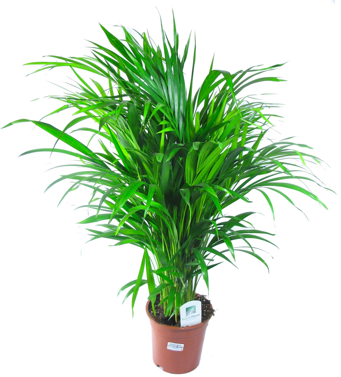 Растение Арека Хризалидокарпус 50 см