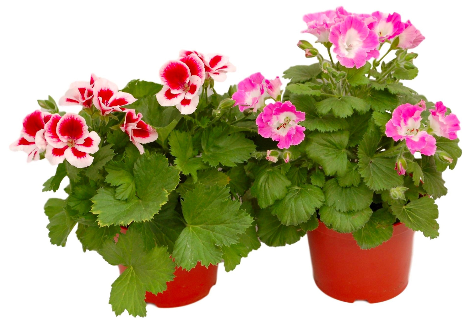Растение Пеларгония крупноцветковая 25 см в ассортименте