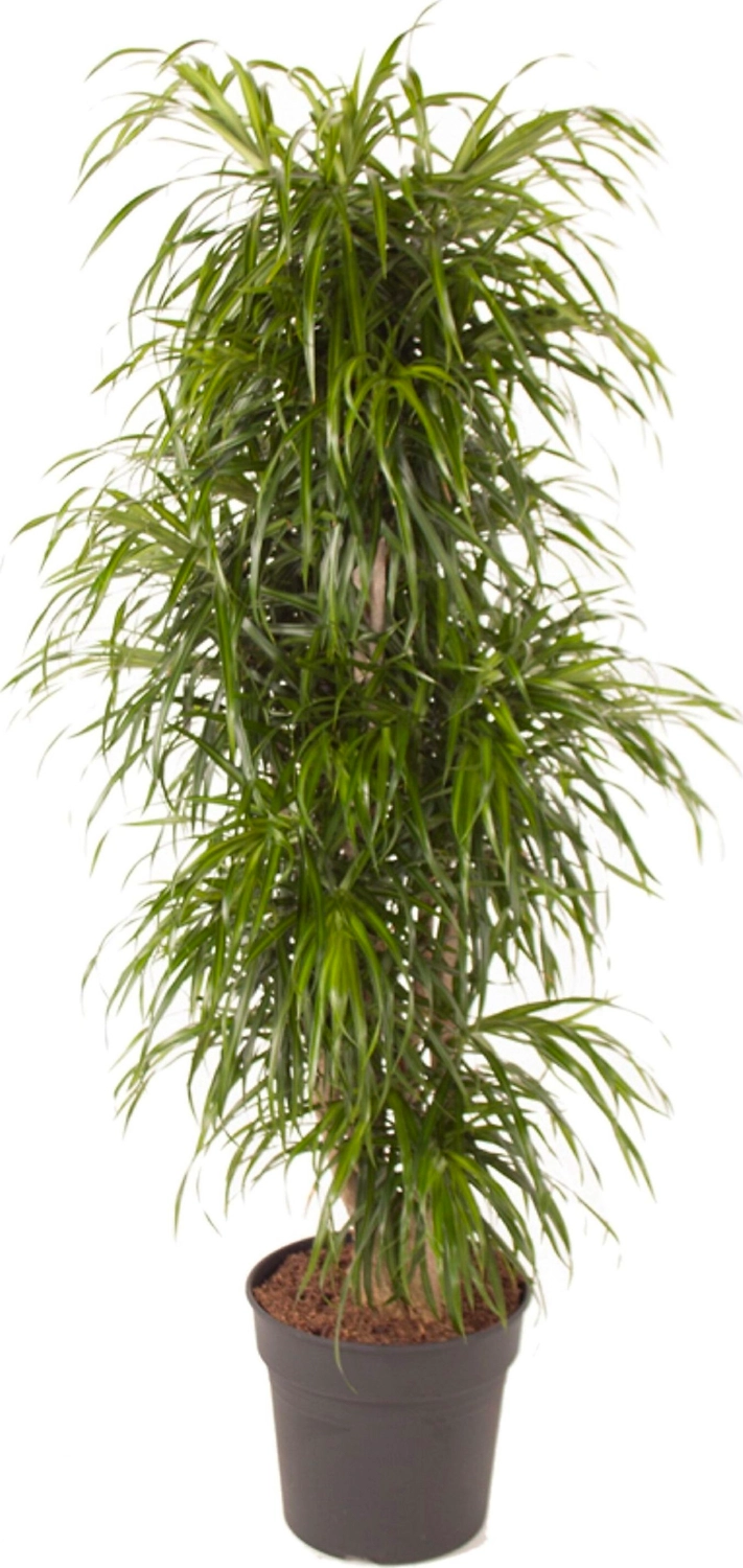 Растение Драцена Анита Вертакт 150 см