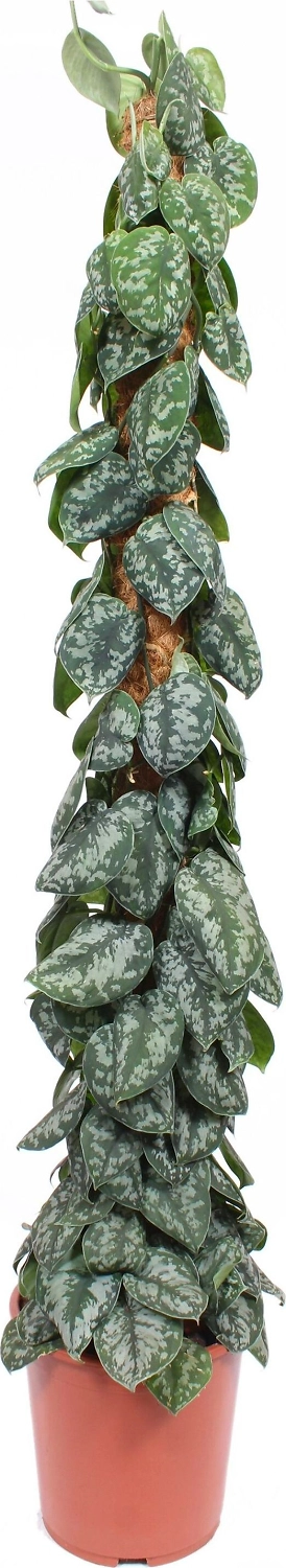 Растение Сциндапсус Треби 150 см