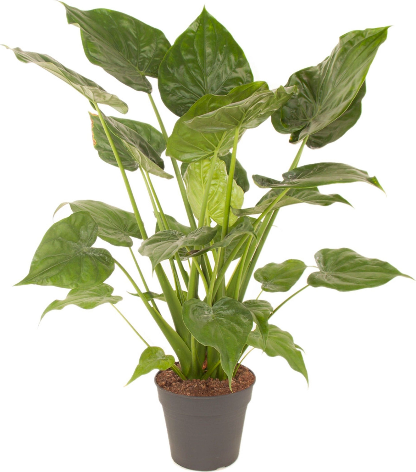 Растение Алоказия Кукуллата 80 см