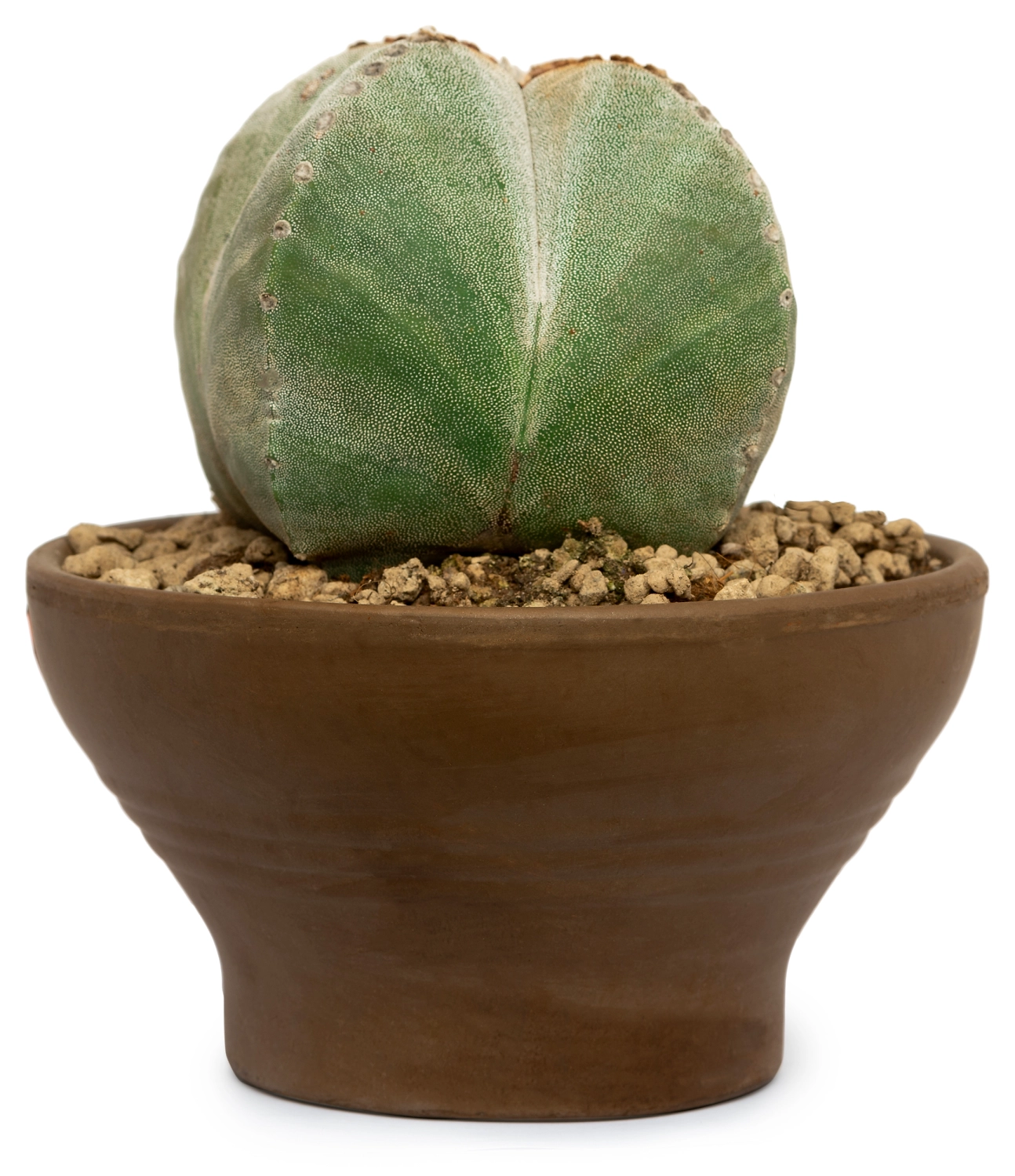 Растение Кактус микс 17 см в ассортименте