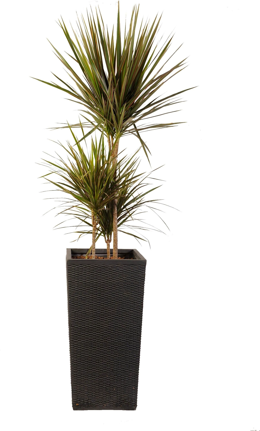 Растение Драцена Маргината Биколор 140 см