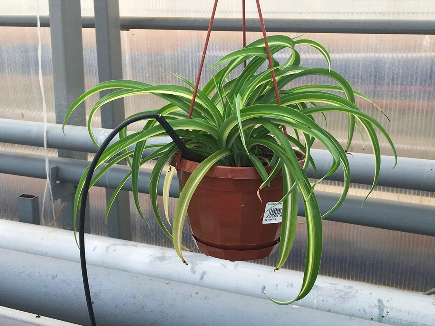 Растение Хлорофитум 35 см в ассортименте