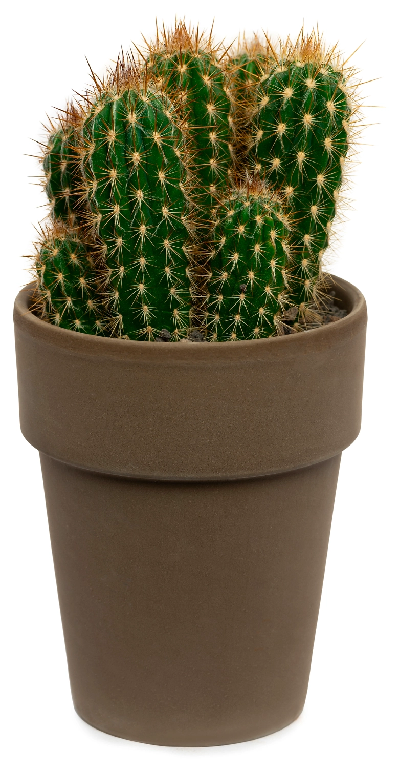 Растение Кактус Лава 22 см в ассортименте