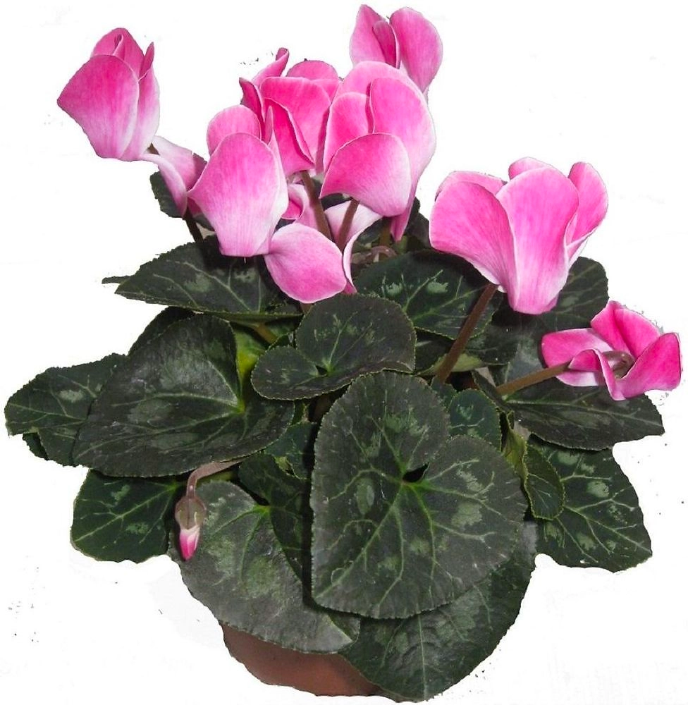 ЦИКЛАМЕН  МИКС ГОРШОК    D12 12Х12