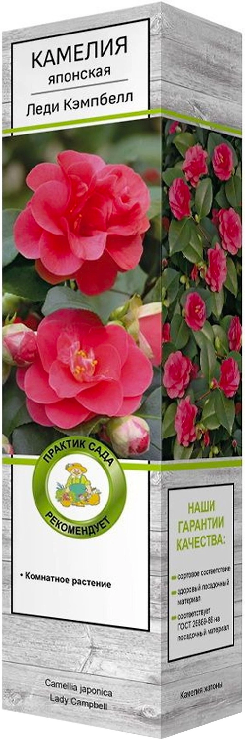 Саженец Камелия японская Леди Кэмпбелл 37 см
