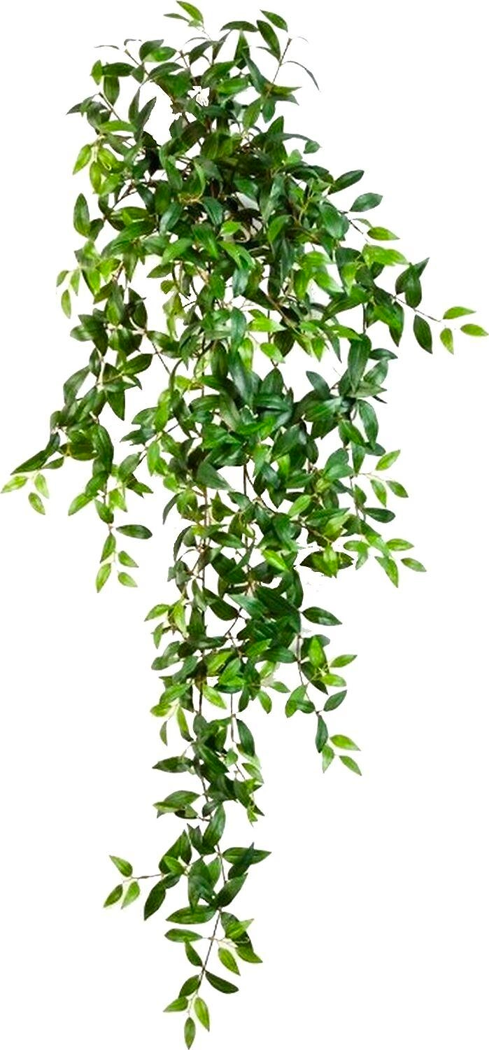 Растение Традесканция ампельная 30 см в ассортименте