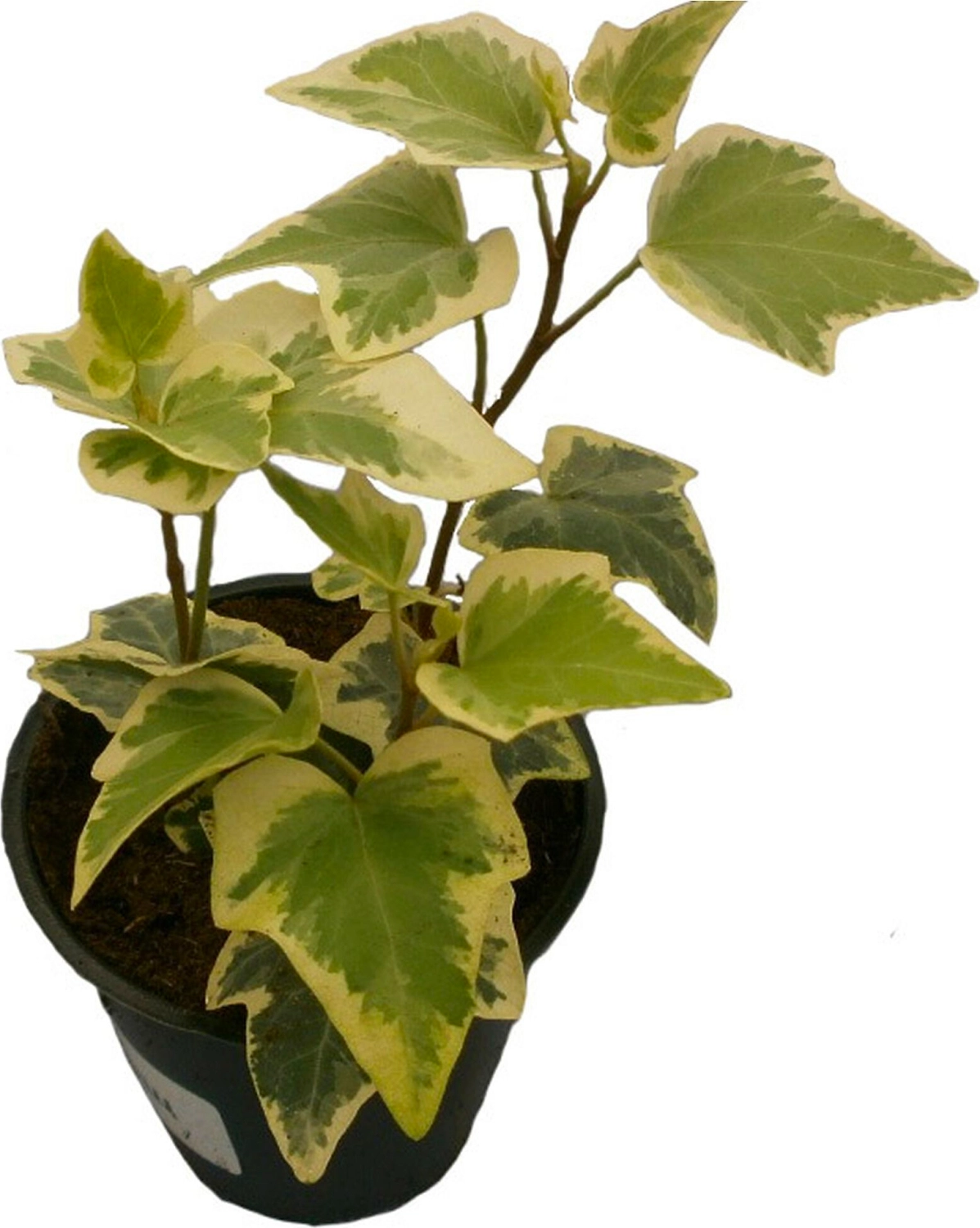 Растение Плющ 15 см