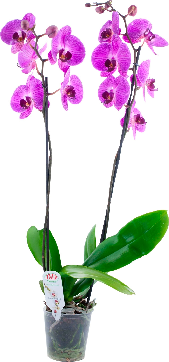 Растение Фаленопсис 65 см в ассортименте