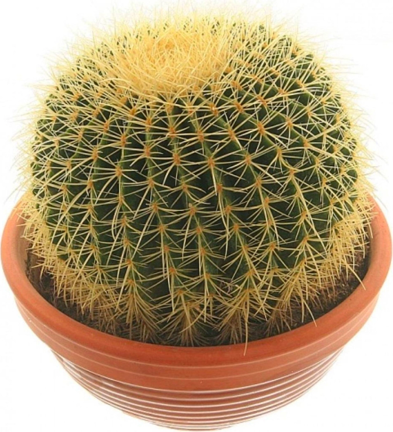 Растение Эхинокактус Грузони 30 см