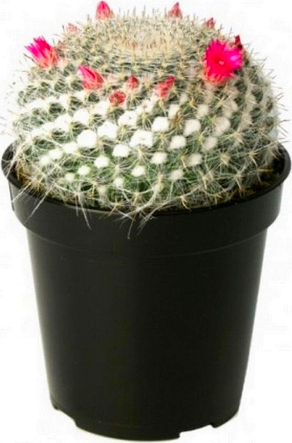 Растение Кактус Мамиллярия 10 см в ассортименте