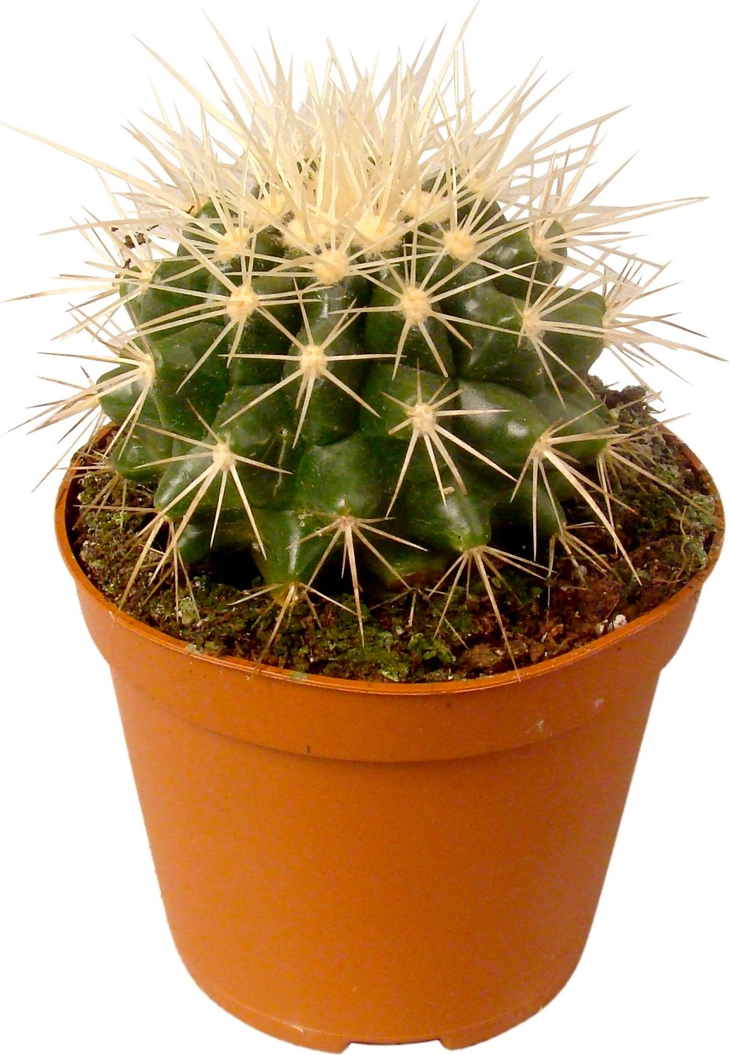 Растение Эхинокактус 8,5 см в ассортименте