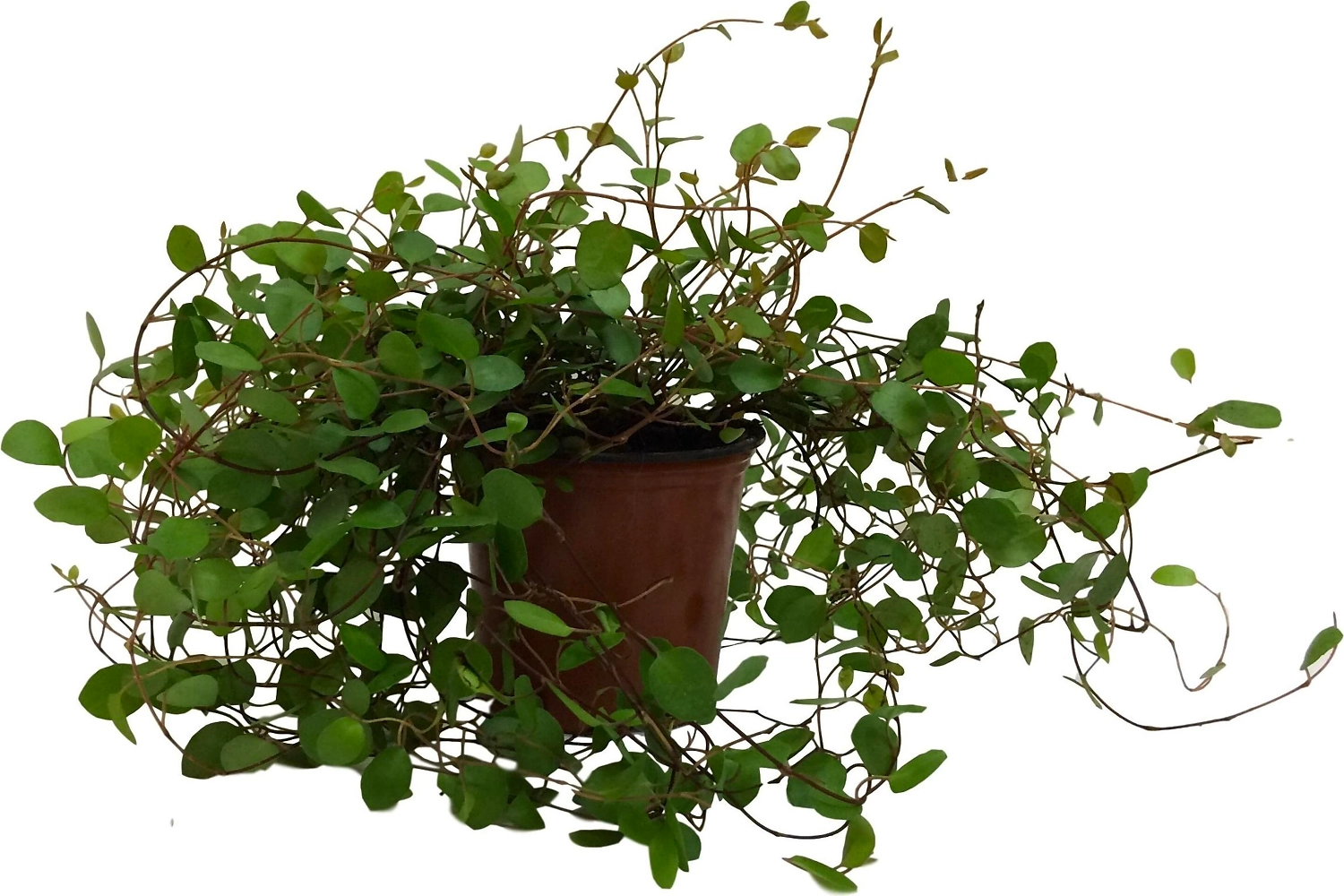 Растение Мюленбекия 15 см