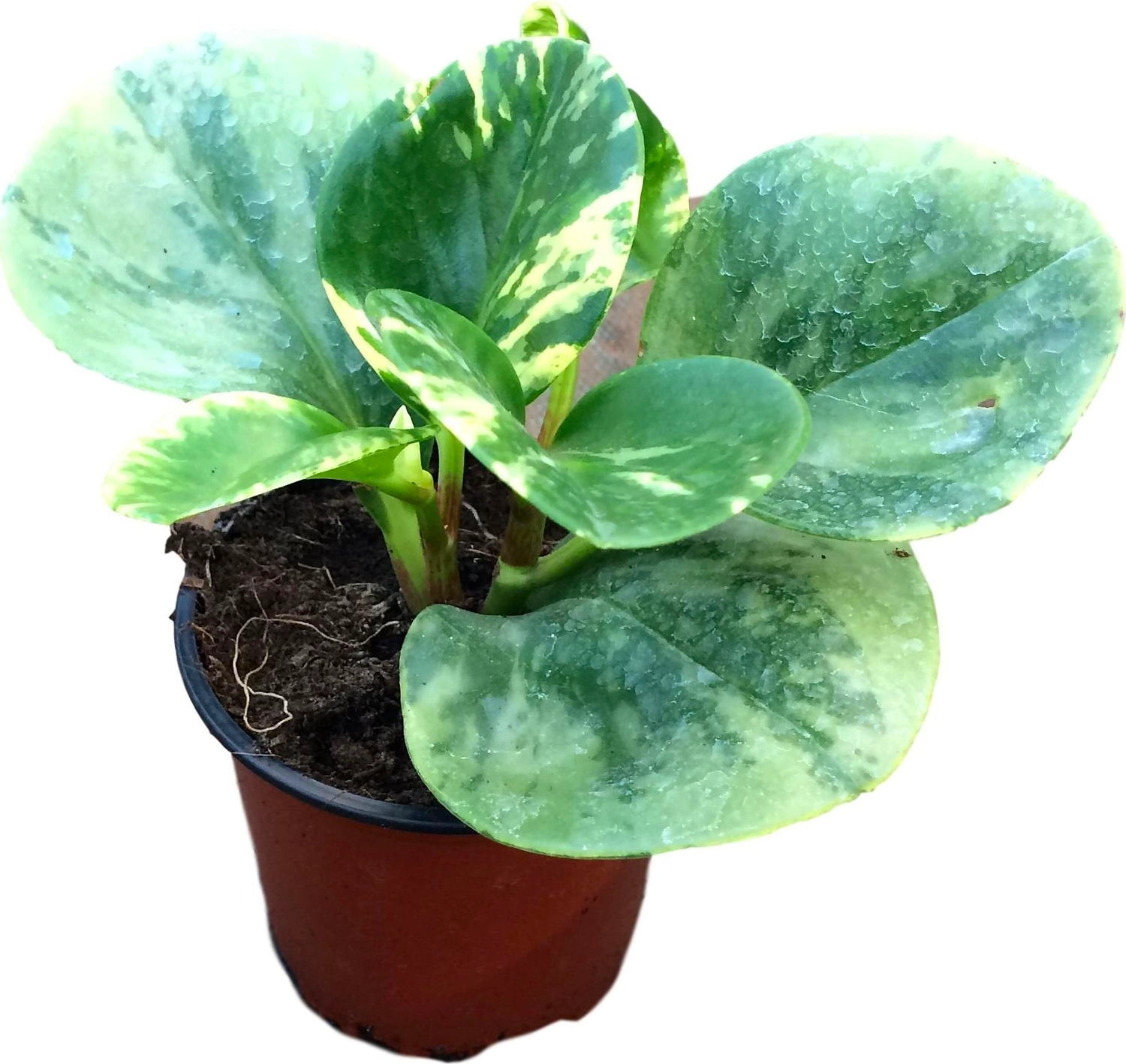 Растение Пеперомия 10 см