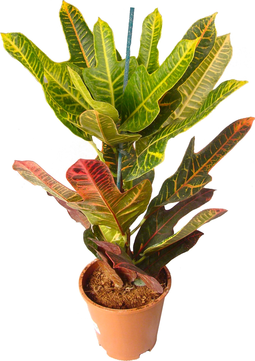 Растение Кодиеум Эксцеллент 70 см