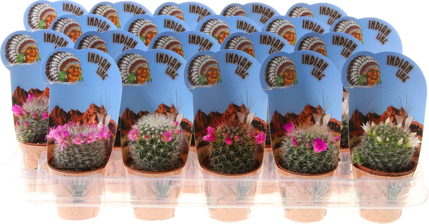 Растение Кактус Индиан лайн 14 см в ассортименте