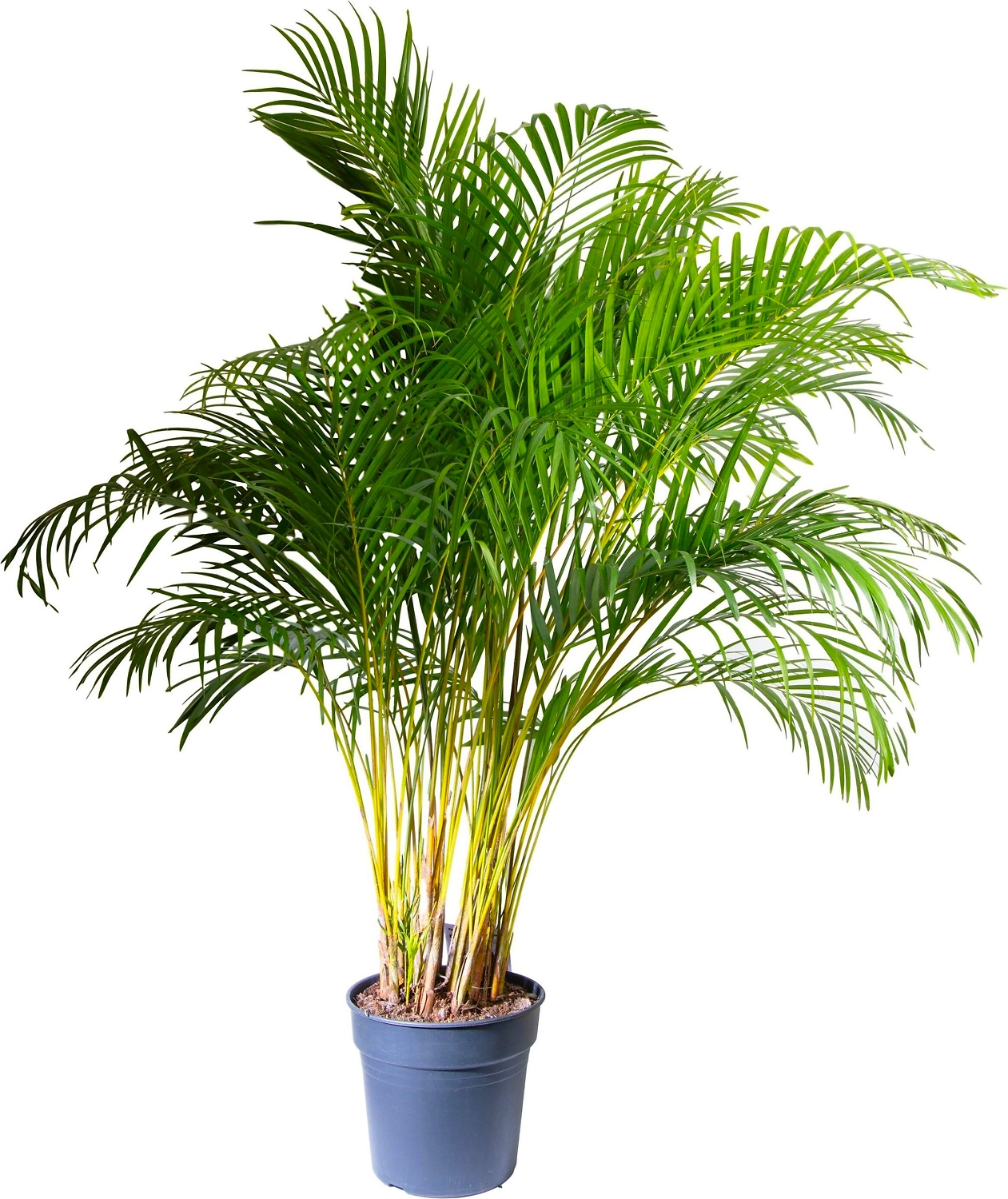 Растение Арека Хризалидокарпус 190 см