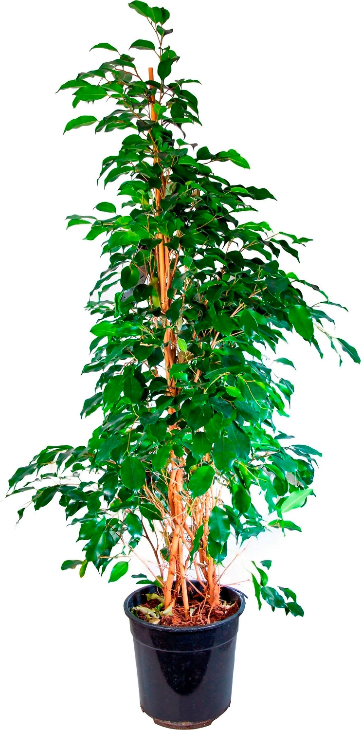 Растение Фикус Бенджамина Даниэль 150 см