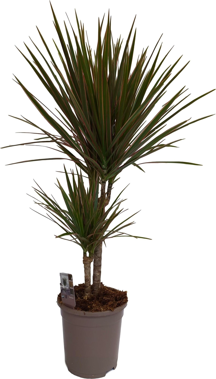 Растение Драцена 70 см в ассортименте