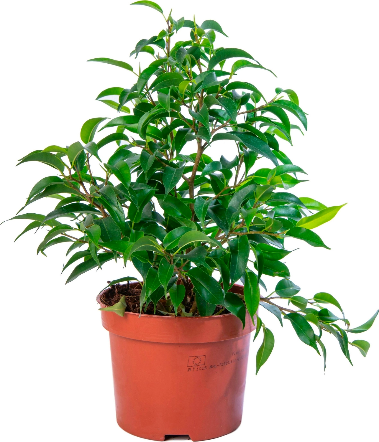 Растение Фикус Бенджамина Наташа 30 см D12 см