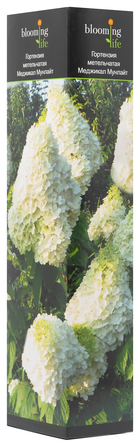 Саженец Гортензия метельчатая Меджикал Мунлайт 40 см