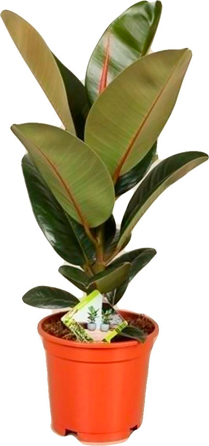 Растение Фикус каучуконосный Робуста 70 см