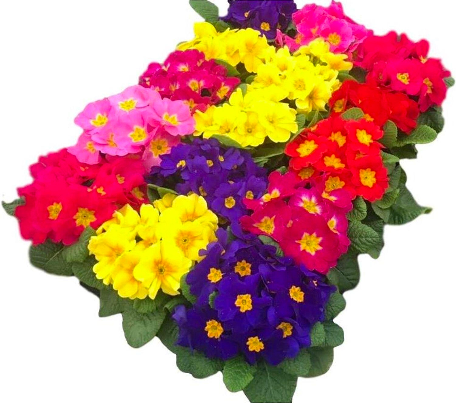 Растение Примула 30 см в ассортименте