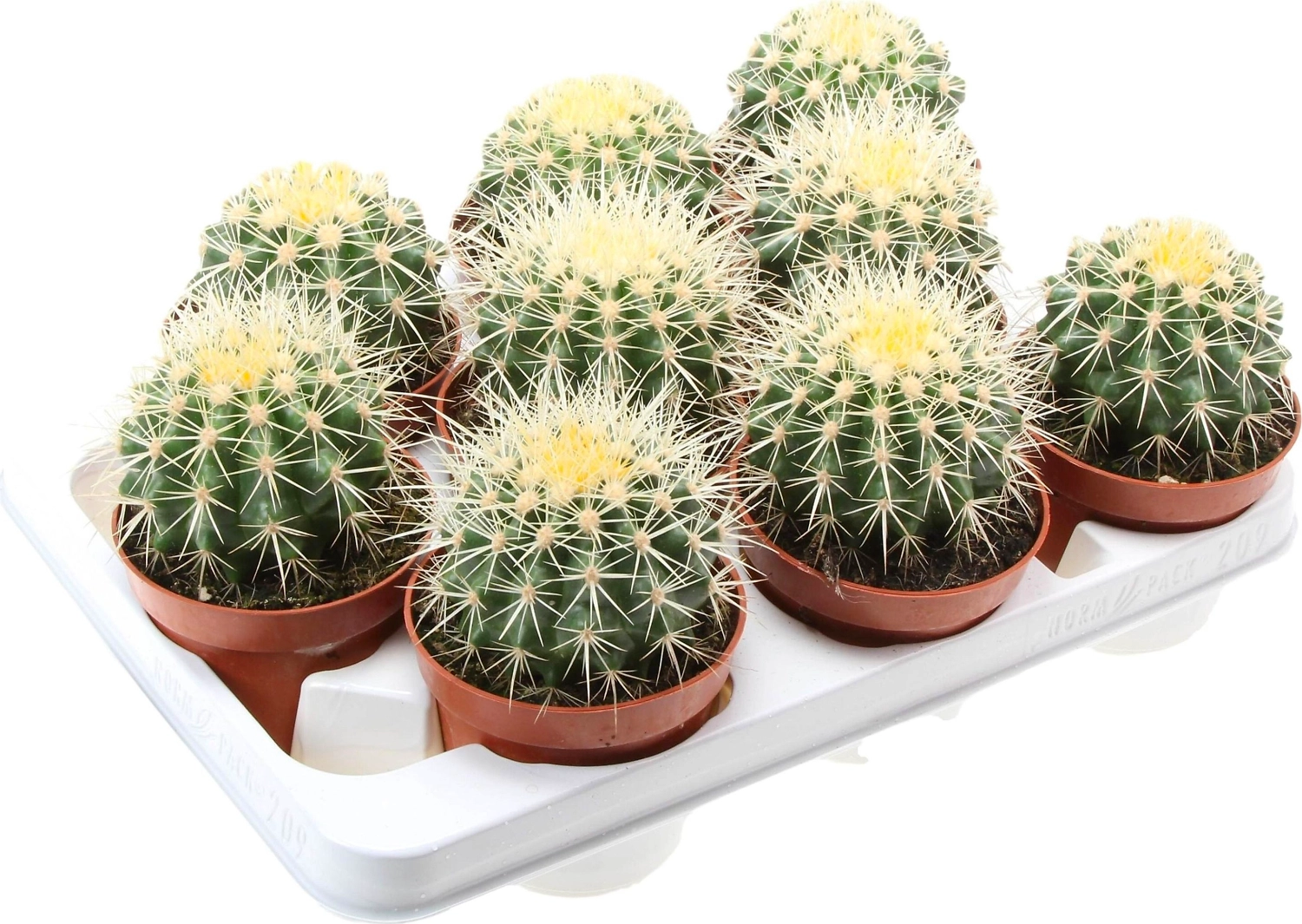 Растение Эхинокактус 16 см