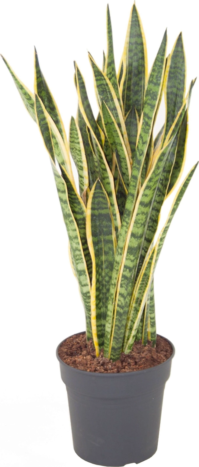 Растение Сансевиерия Лаурентии 100 см