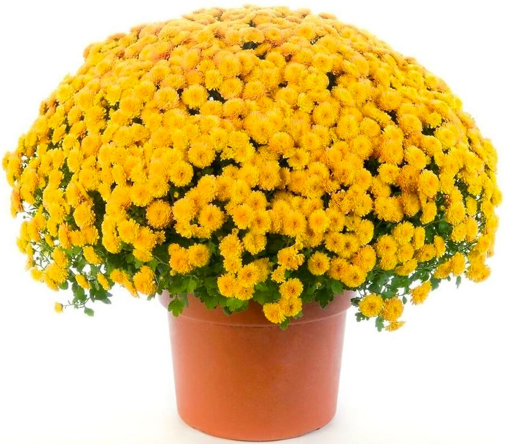 Растение Хризантема Индика 25 см в ассортименте