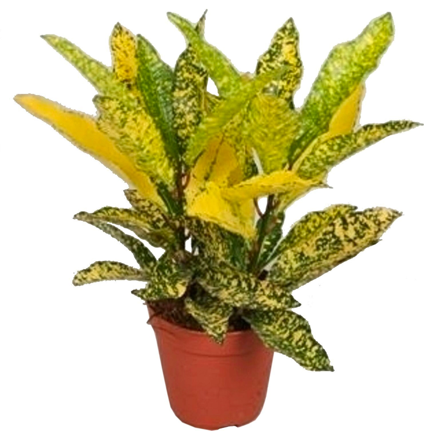 Растение Кодиеум Варигатум Голд Сан 41 см