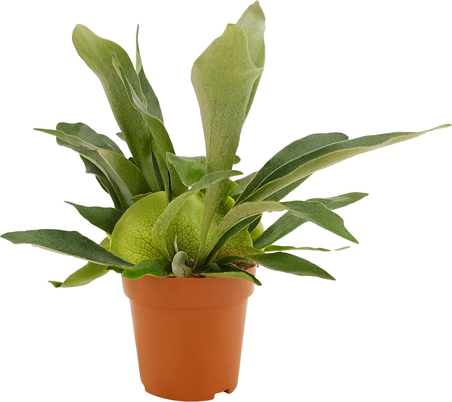 Растение Платицериум бифуркатум 40 см