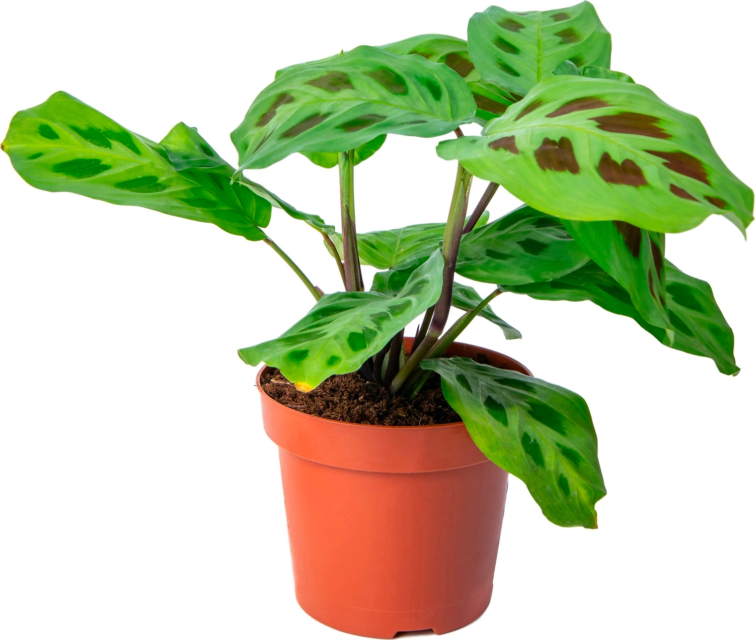 Растение Маранта Кершовиана 30 см
