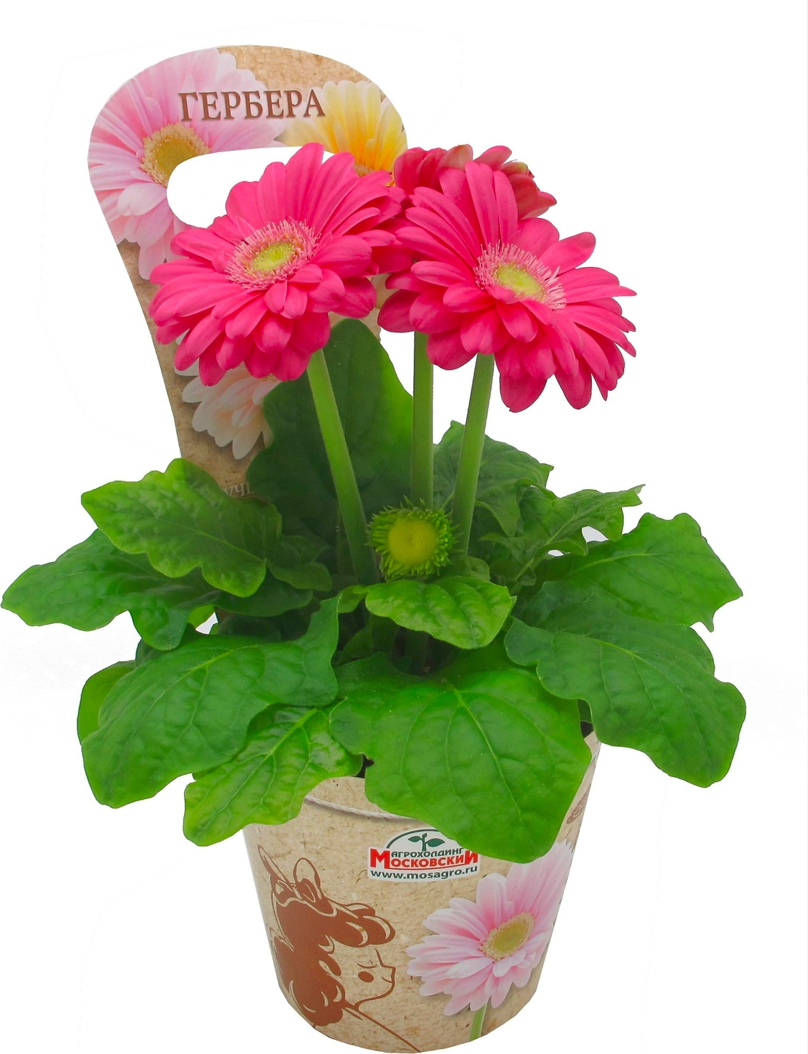 Растение  Гербера  D 11 H 20