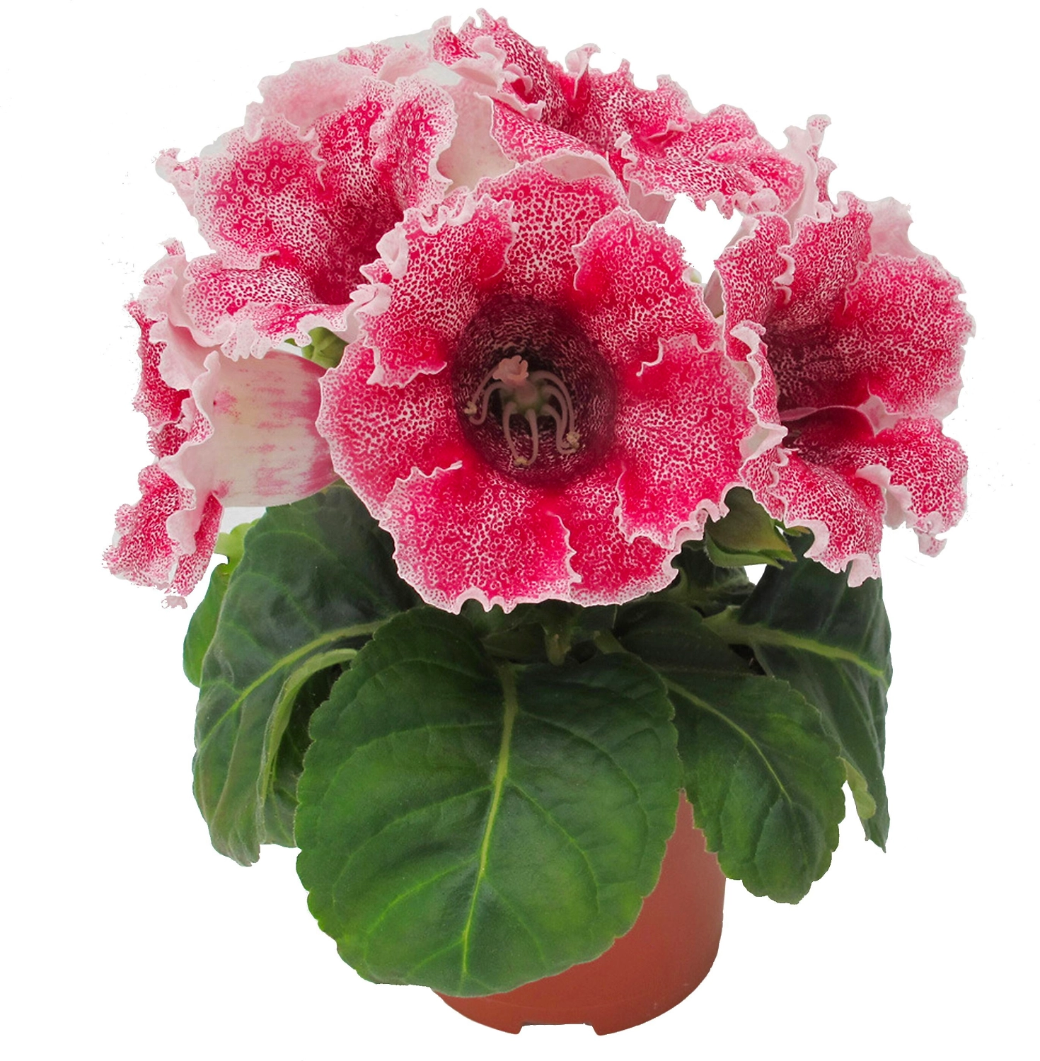 Растение  Глоксиния микс D15Н35