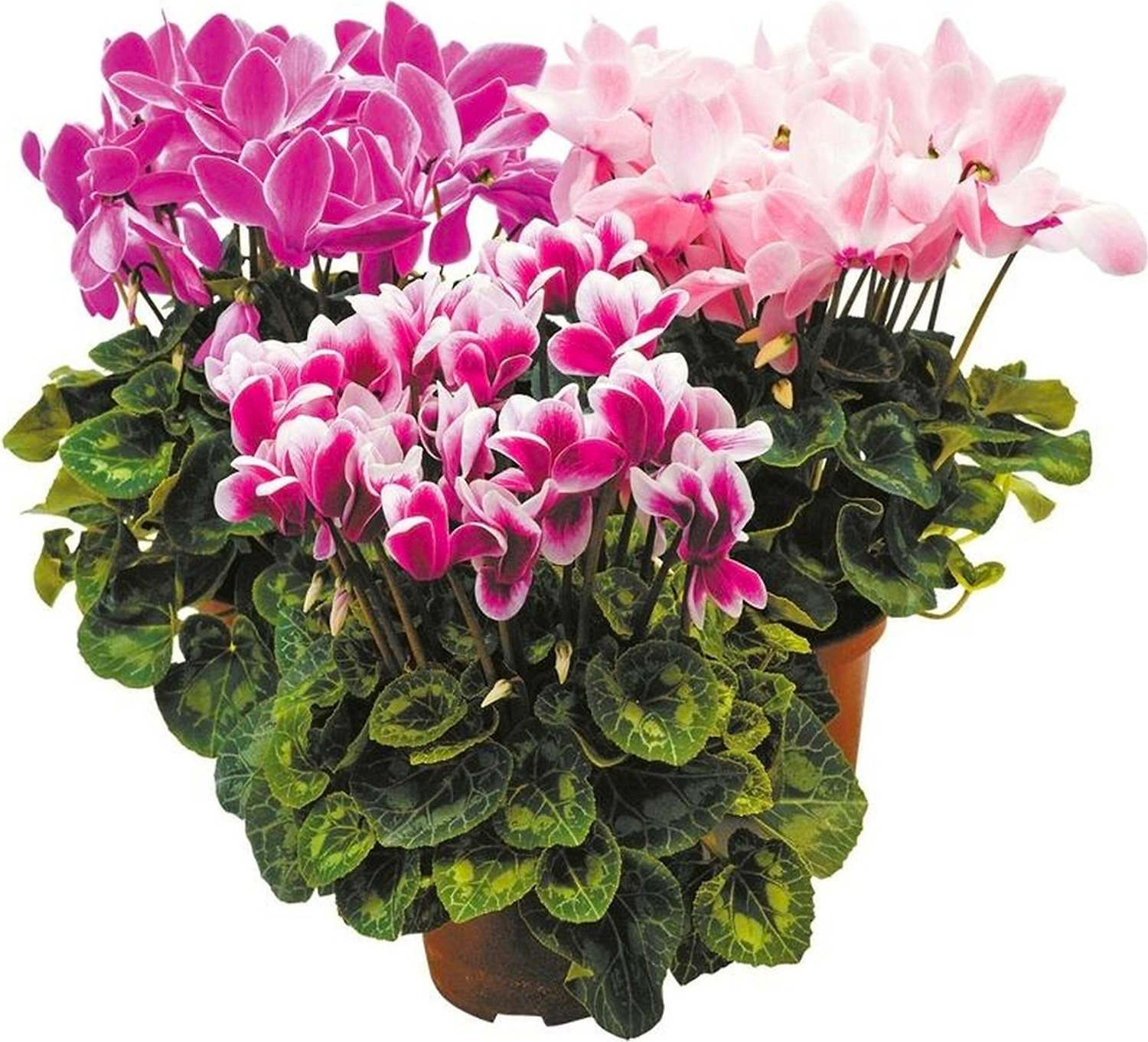 Растение  Цикламен Персидский D15 H35