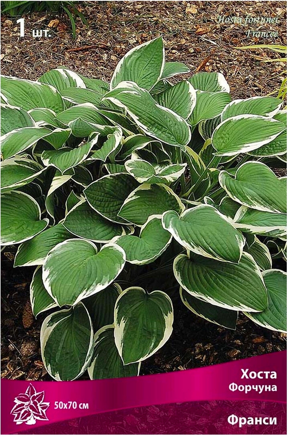 Корневище хосты форчуна ПОИСК Франсе 1 шт