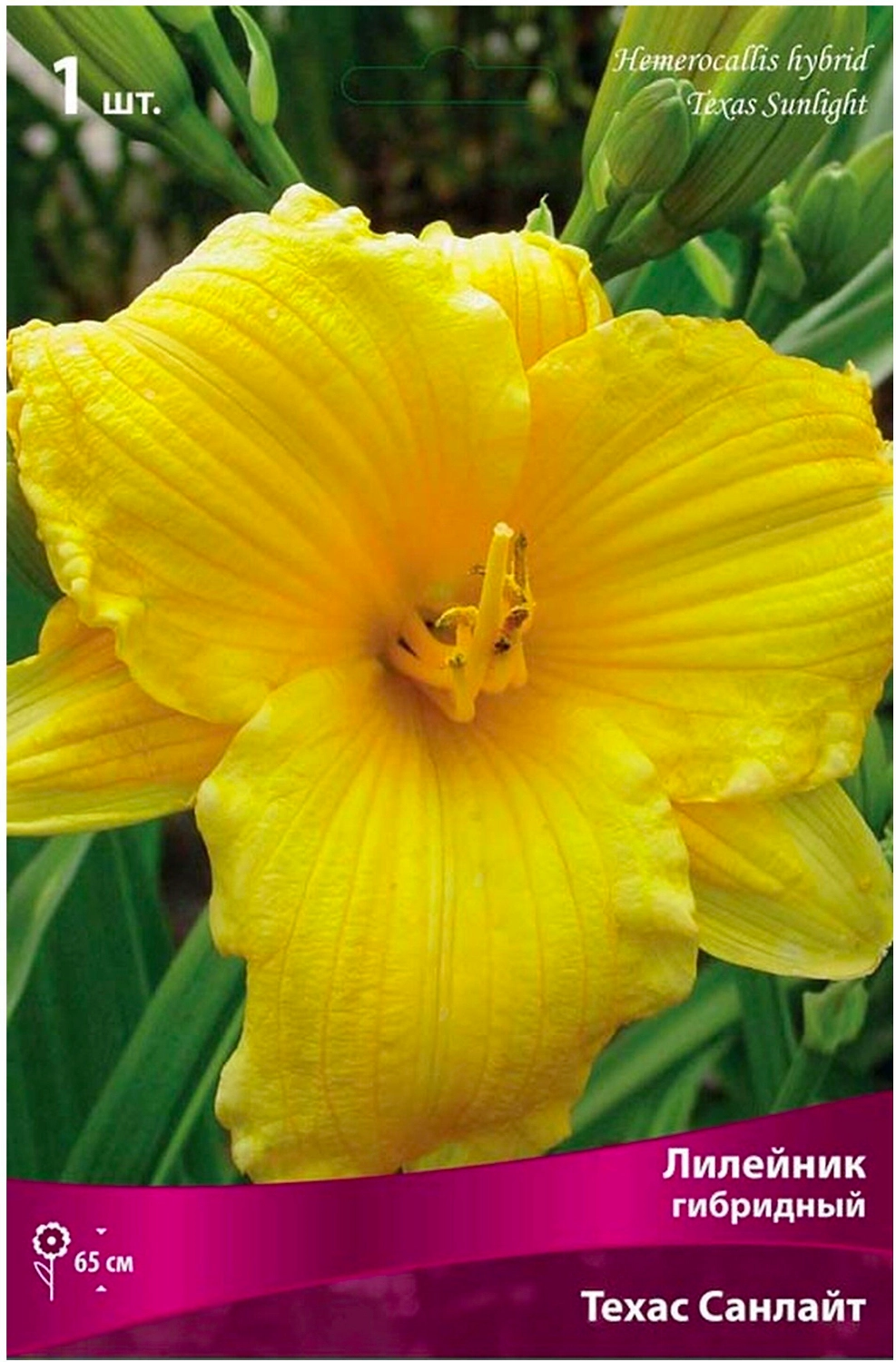 Корневища Лилейника ПОИСК Техас Санлайт 