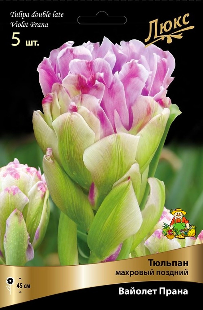 Луковицы Тюльпана ПОИСК Вайолет Прана