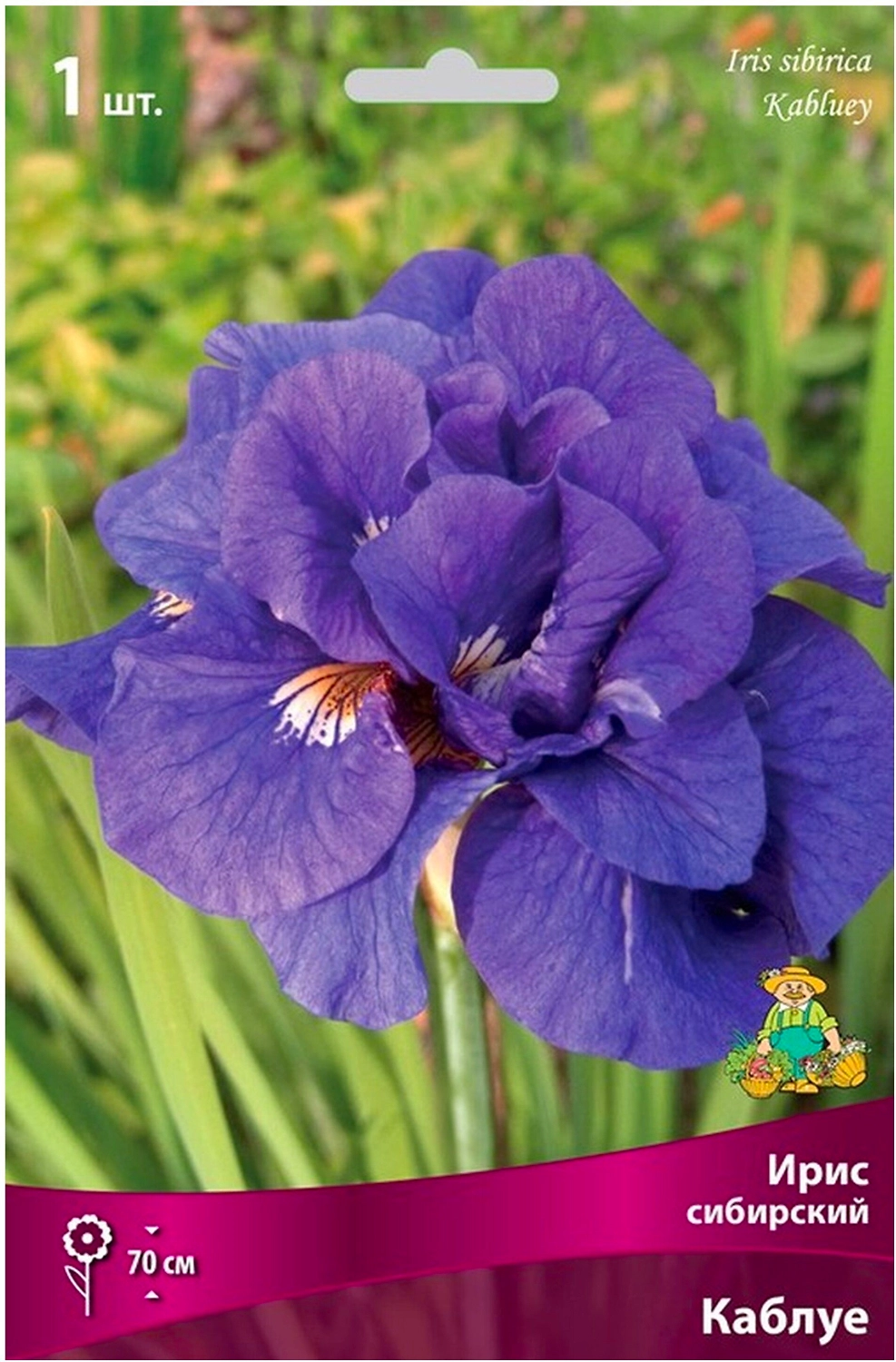 Луковица Ириса сибирского ПОИСК Каблуе