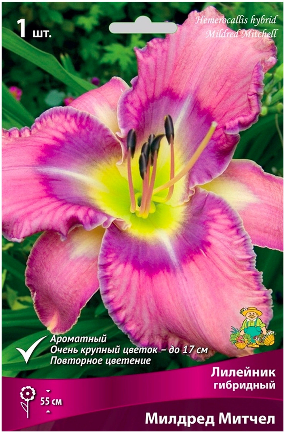 Луковица Лилейника ПОИСК Милдред Митчел 