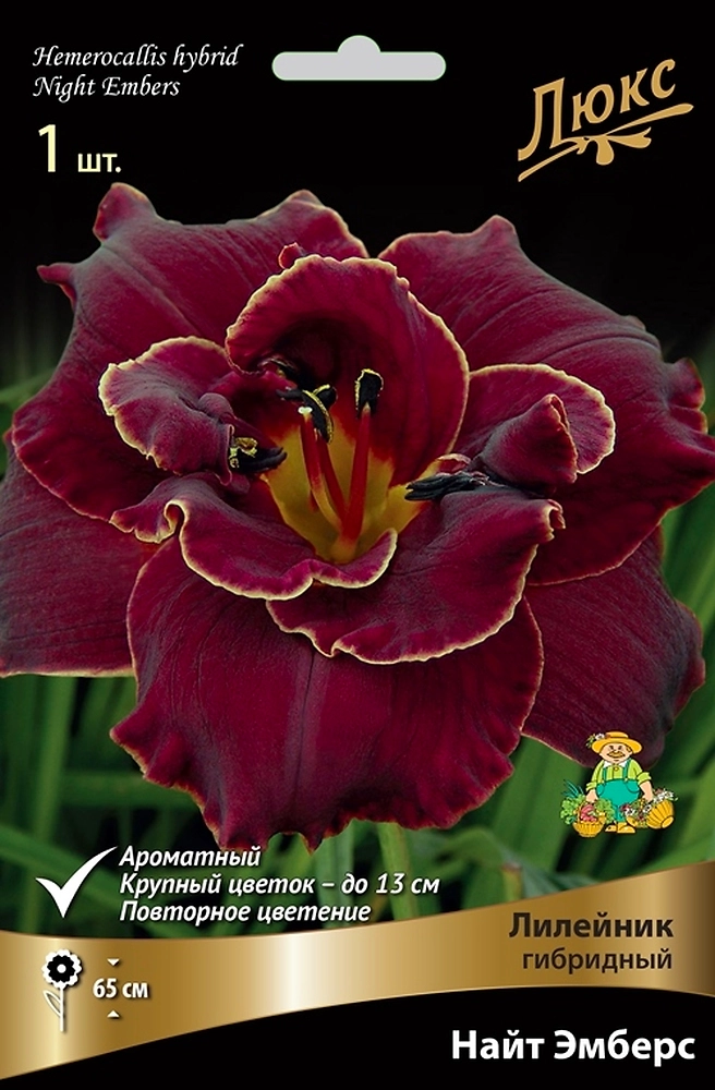 Луковицы Лилейник Найт Эмберс 1 шт