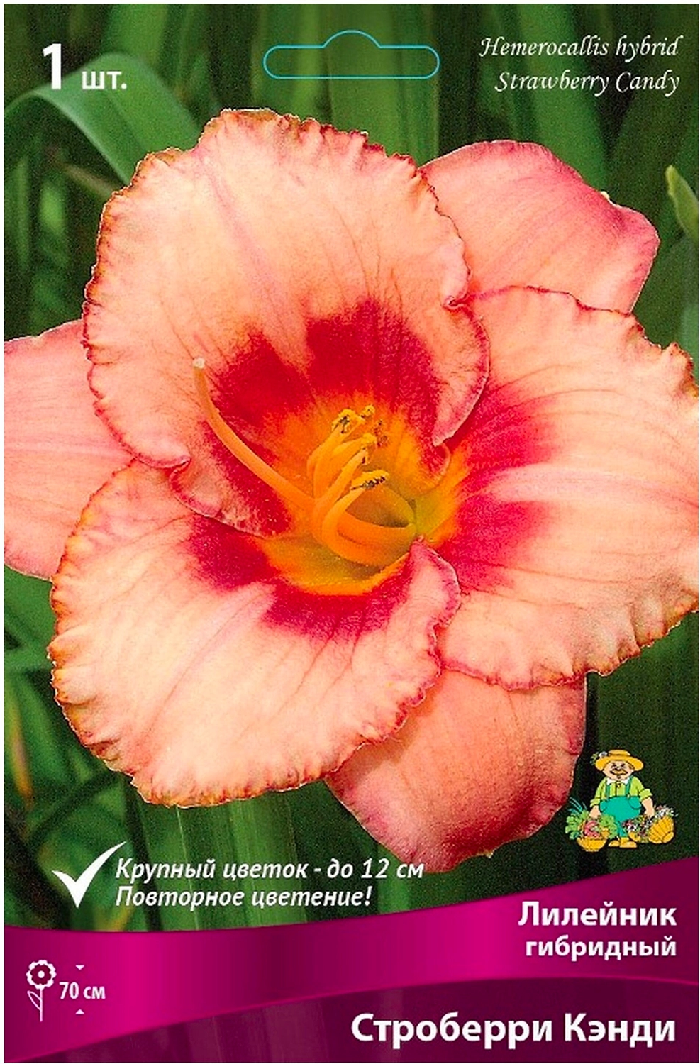 Луковица Лилейника ПОИСК Строберри Кэнди 