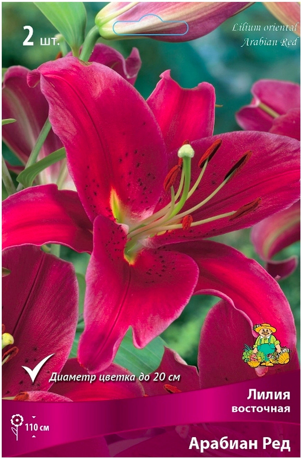 Луковица Лилии восточной ПОИСК Арабиан Ред 