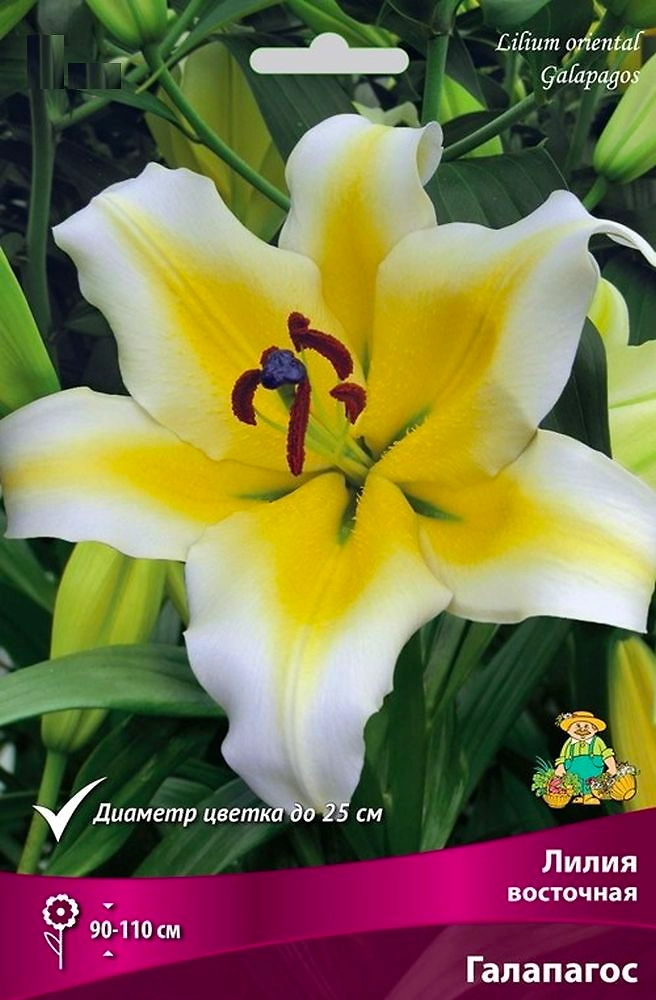 Луковицы Лилия Галапагос 1 шт