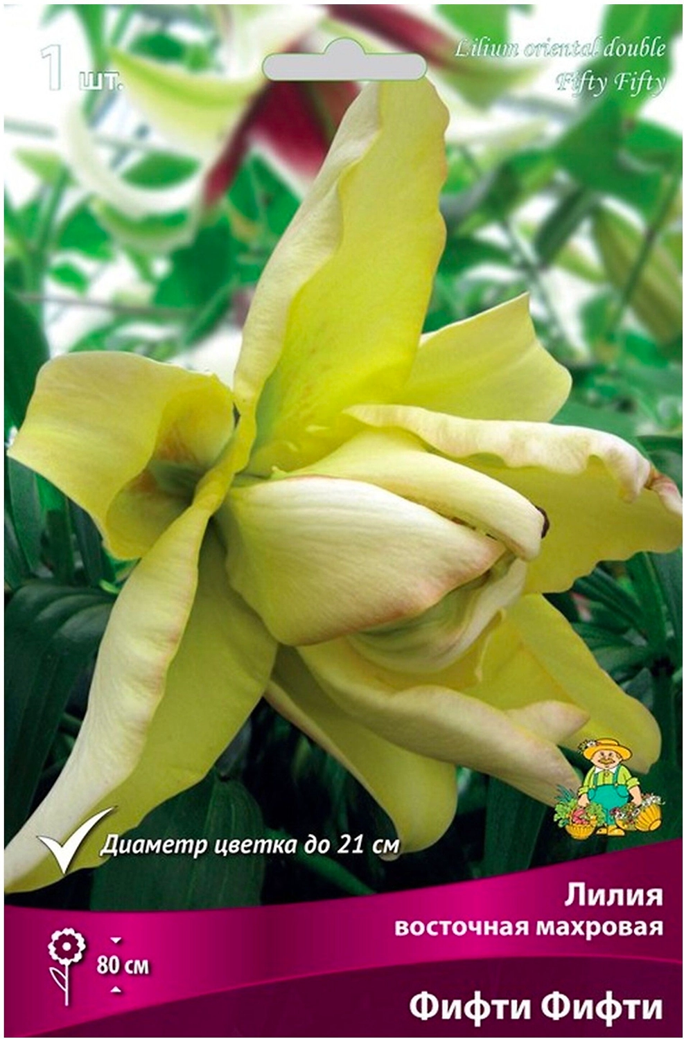 Луковица Лилии восточная ПОИСК Фифти Фифти 