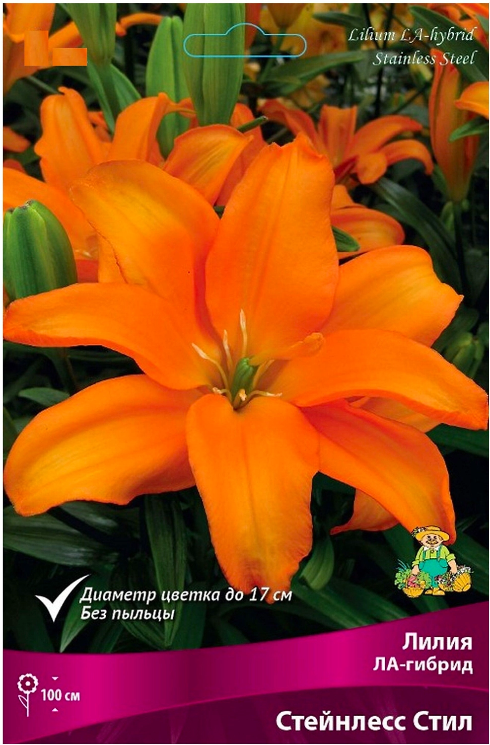 Луковица Лилии ЛА-гибрид ПОИСК Стейнлесс Стил 