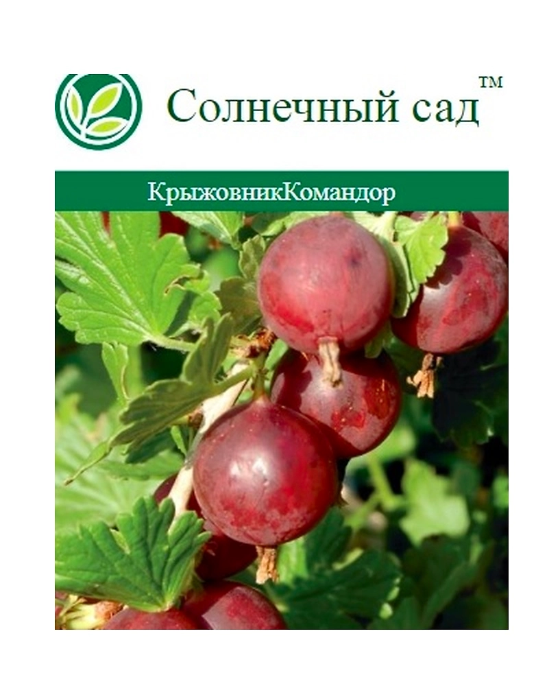 Растение Крыжовник С2 Н25